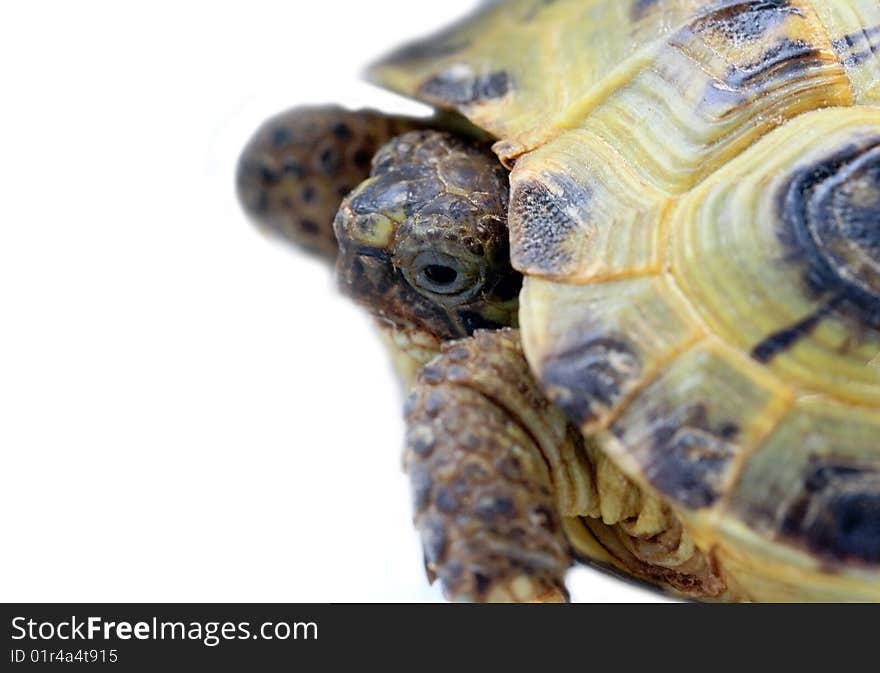 Closed up turtle isolated on white background