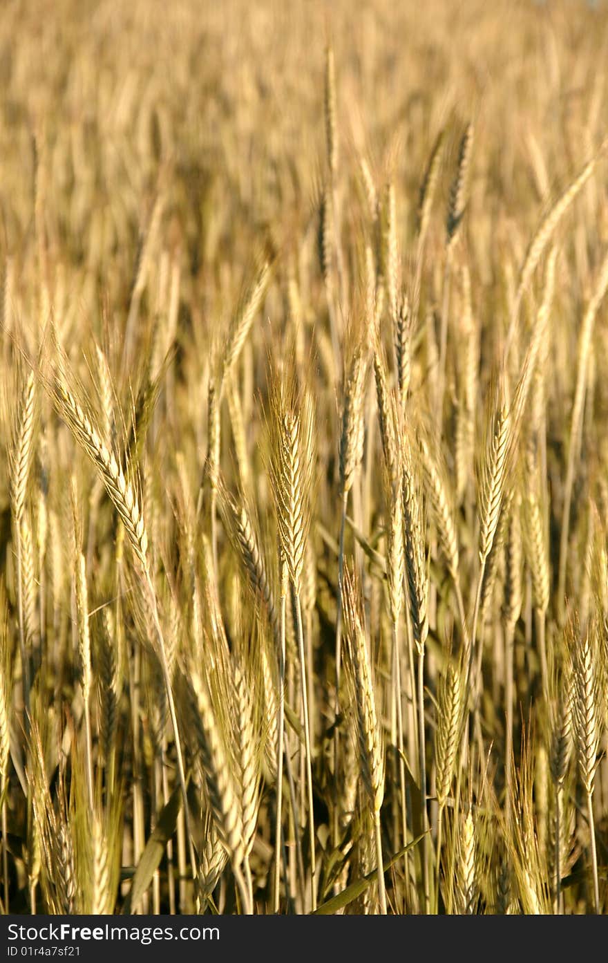 Wheat field , grain field textures. Wheat field , grain field textures