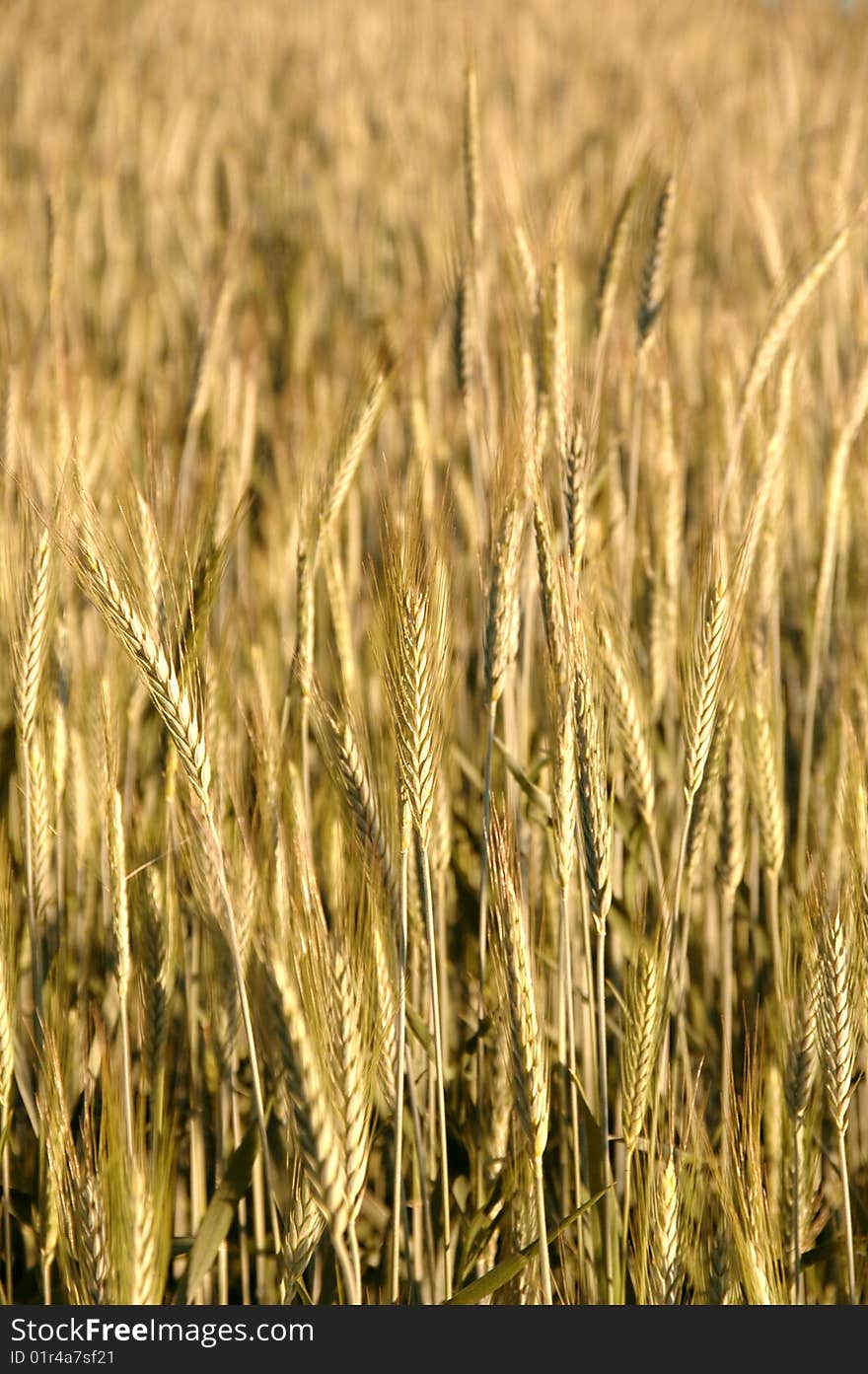 Golden wheat field