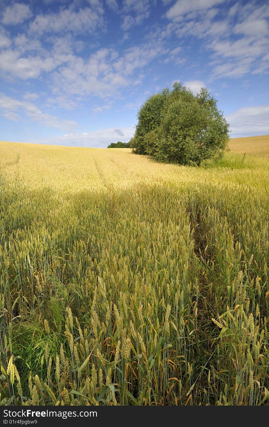 Wheat field