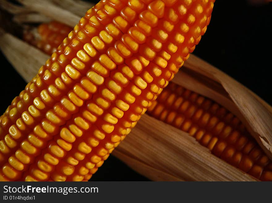 Corn in ears to industrial use. Corn in ears to industrial use