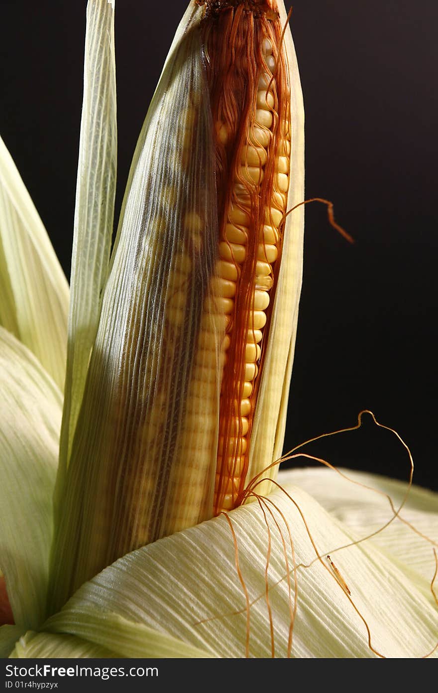 Corn in ears to industrial use. Corn in ears to industrial use