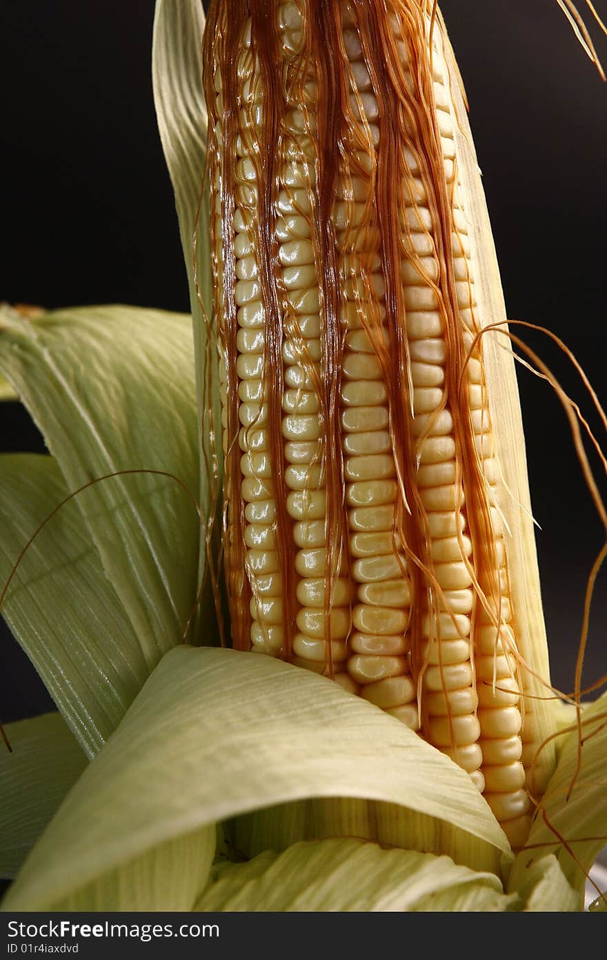 Corn in ears to industrial use. Corn in ears to industrial use