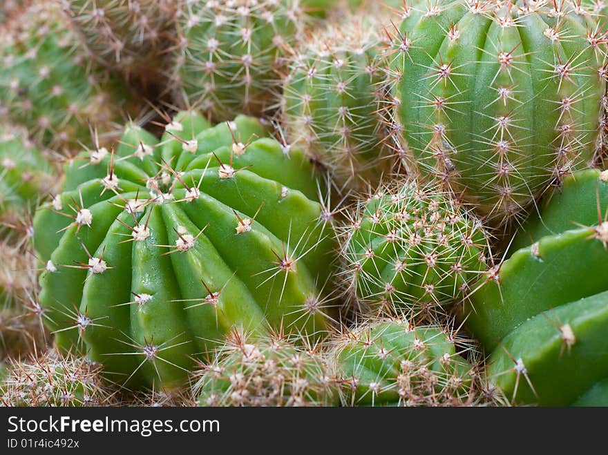 Macro image of cactus bush.