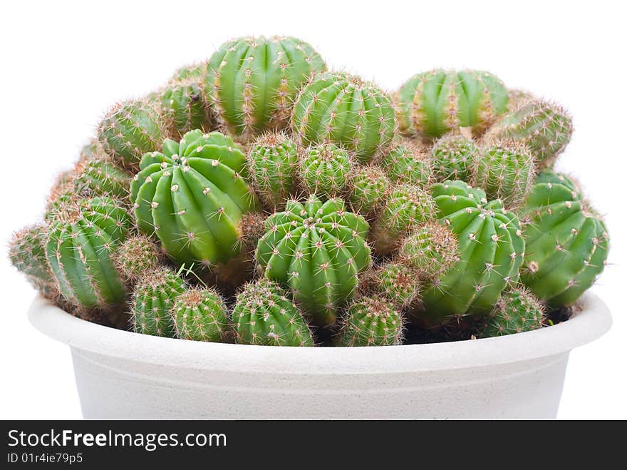 Cactus bush in a flowerpot over white background.