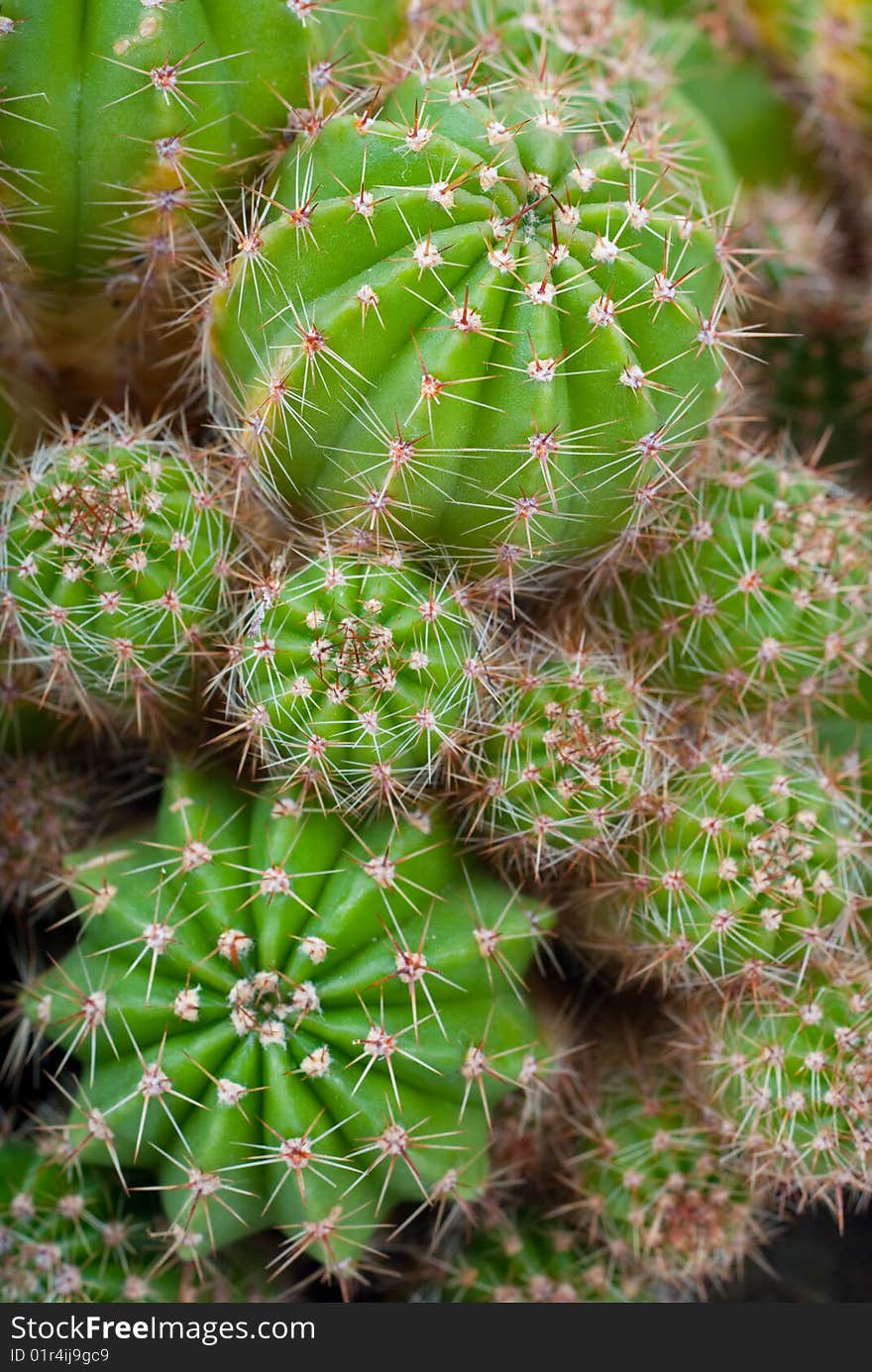 Macro image of cactus bush.