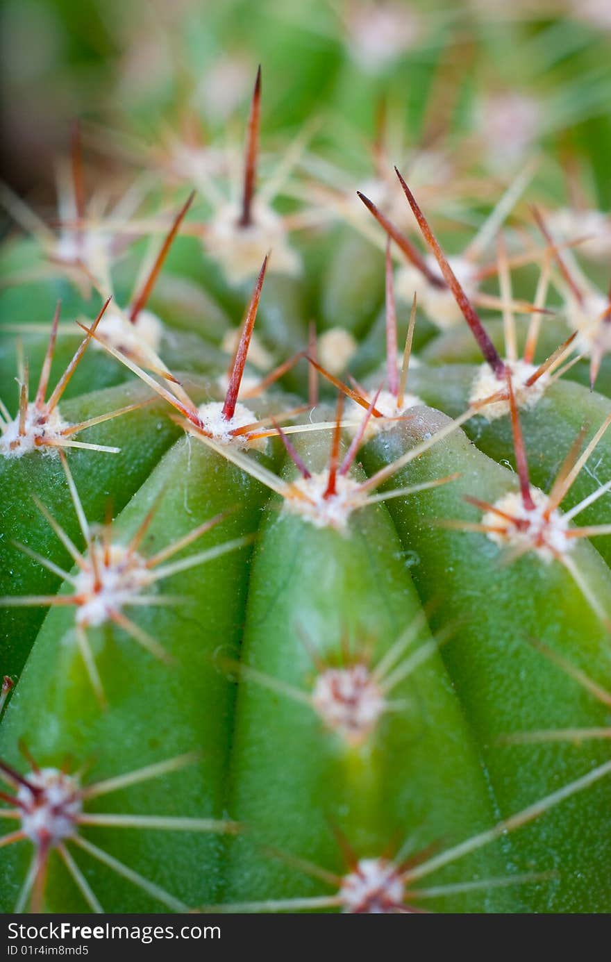 Macro image of cactus bush. Be carefully, it is very sharp.