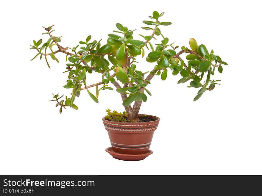 Plant in a flowerpot isolated over white background. Plant in a flowerpot isolated over white background.