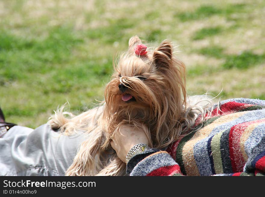 Cute Brown Dog