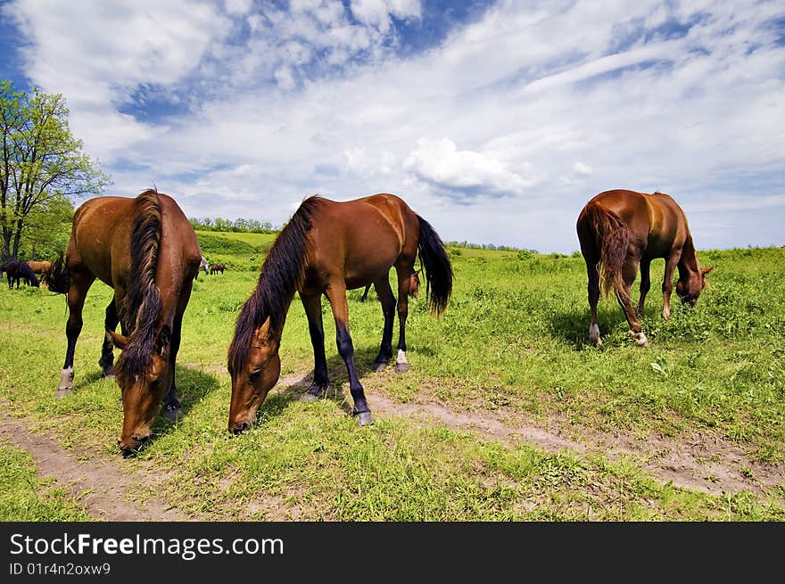 Herd of wild steppe horses background