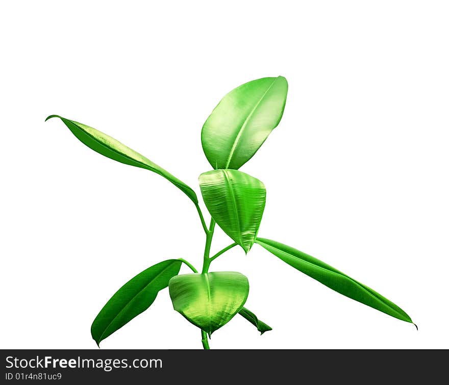 Room plant with juicy green leaves on a pure white background