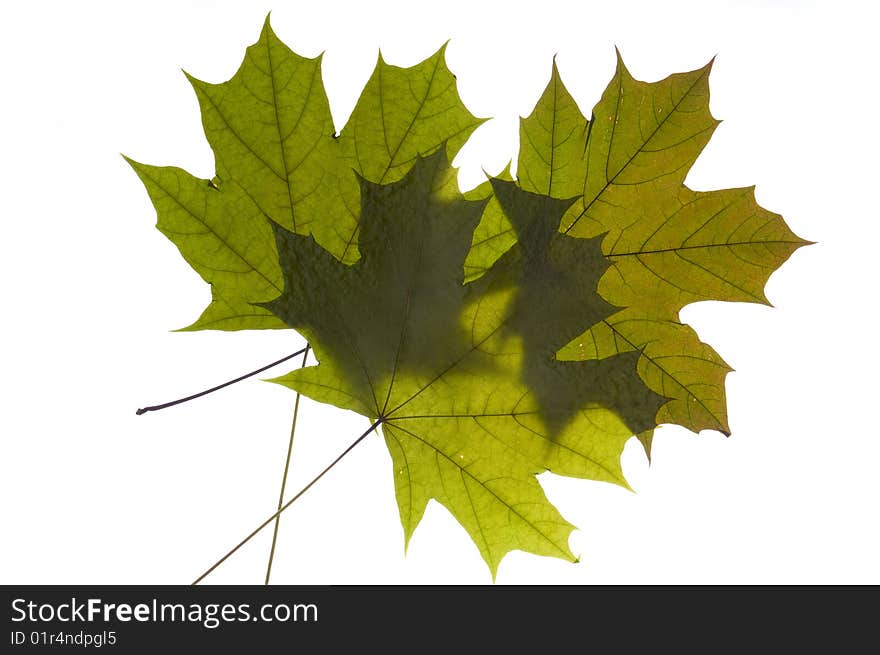 Dry green maple tree leaf on white