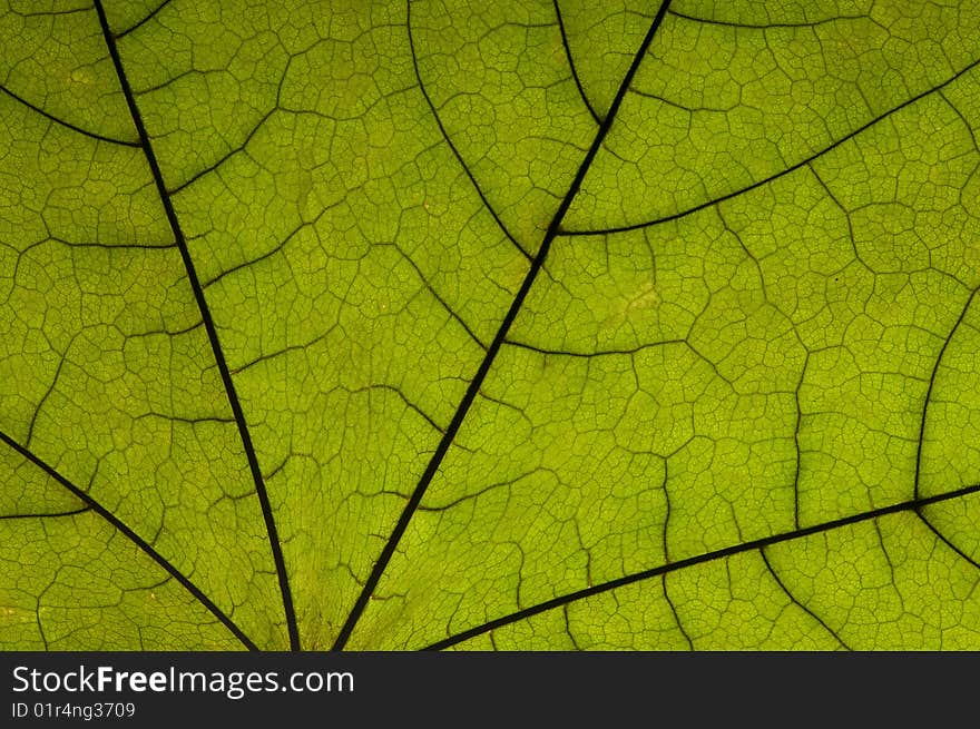 Dry green maple tree leaf on white