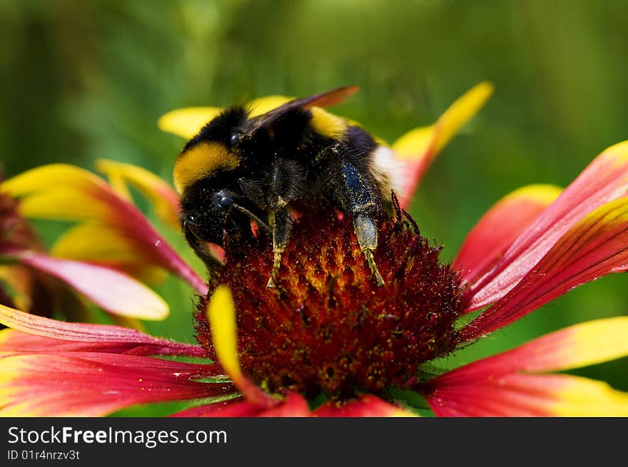 Big bumblebee on red yellow flower macro background