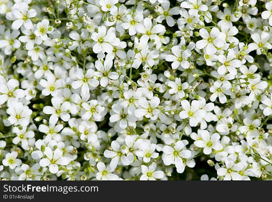 A lot of fresh white flowers for background