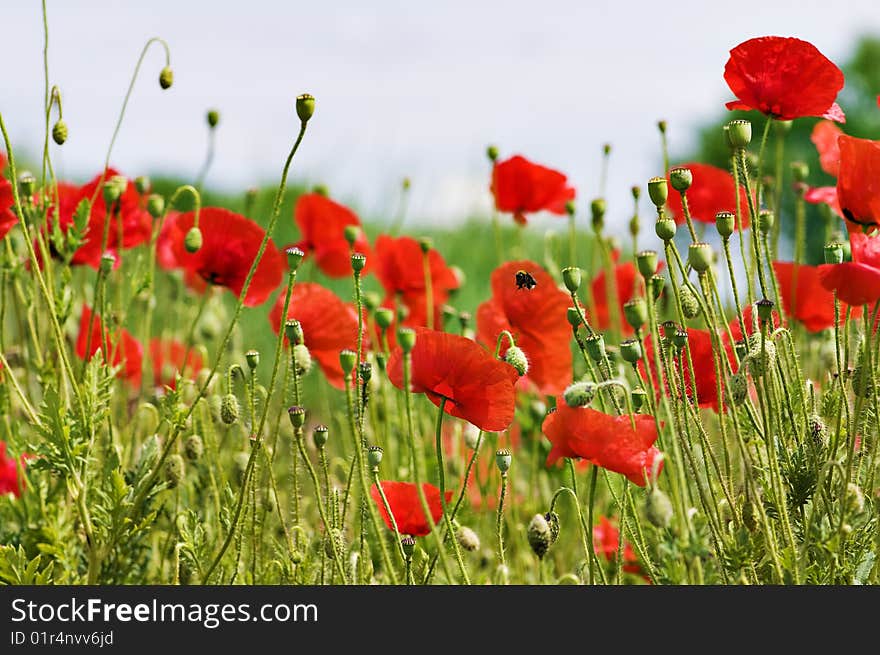 Red poppy field with flying bumblebee