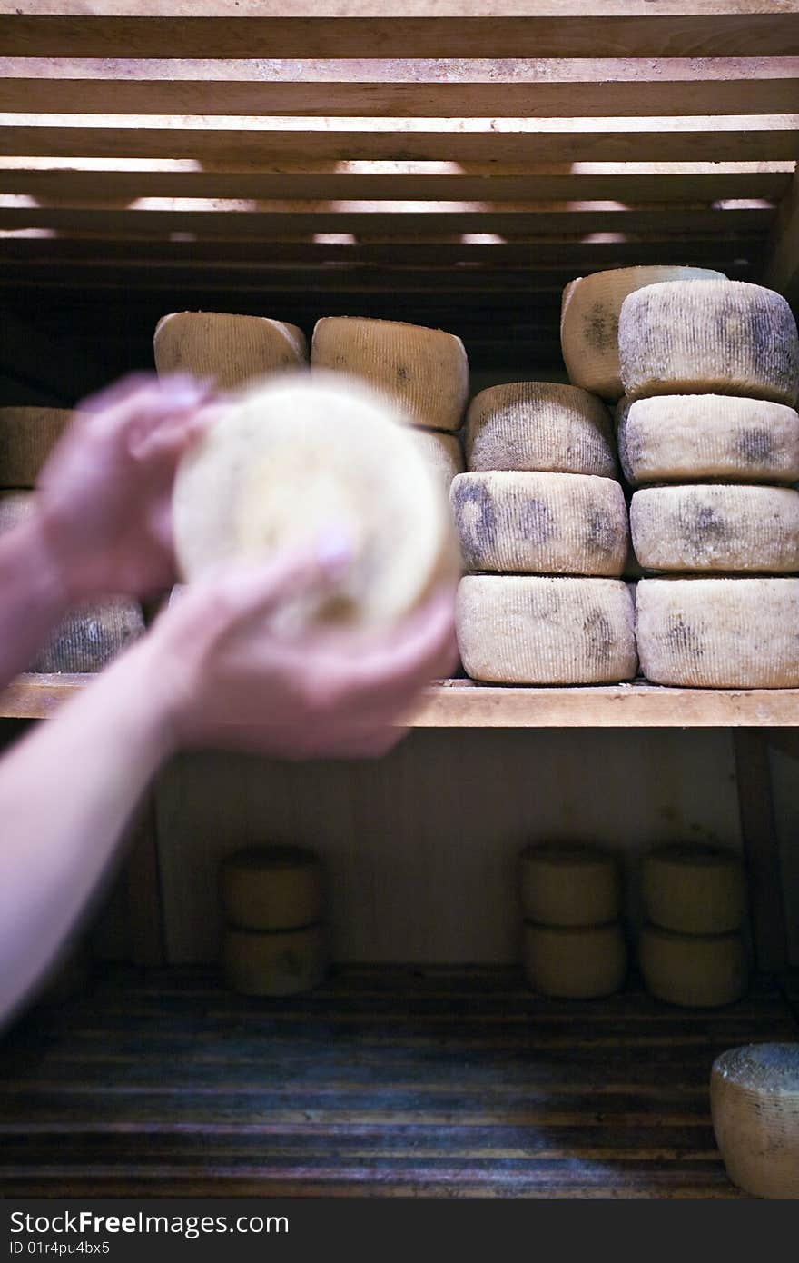 View of the interior of the cheese during ripening and maturing of the forms of Pecorino