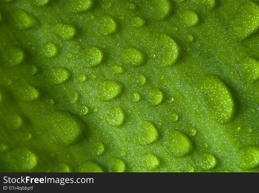 Waterdrops on a leaf