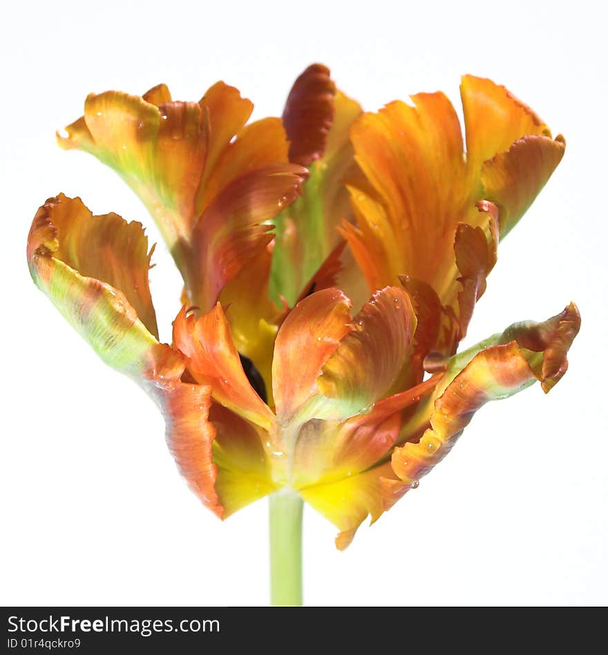 Orange Tulip On A White Background