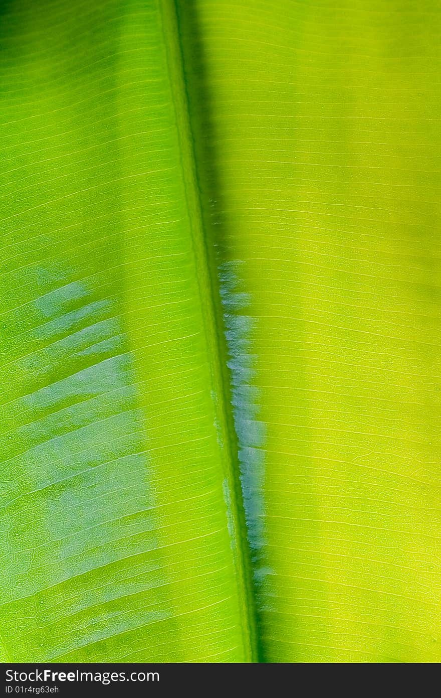 Green leaf texture of plant