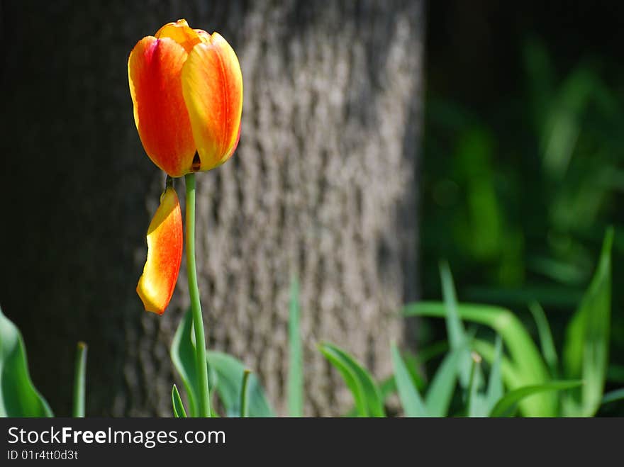 Red And Yellow Flower