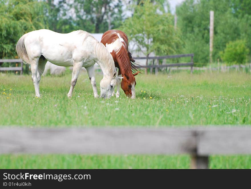 Horses in a green pasture