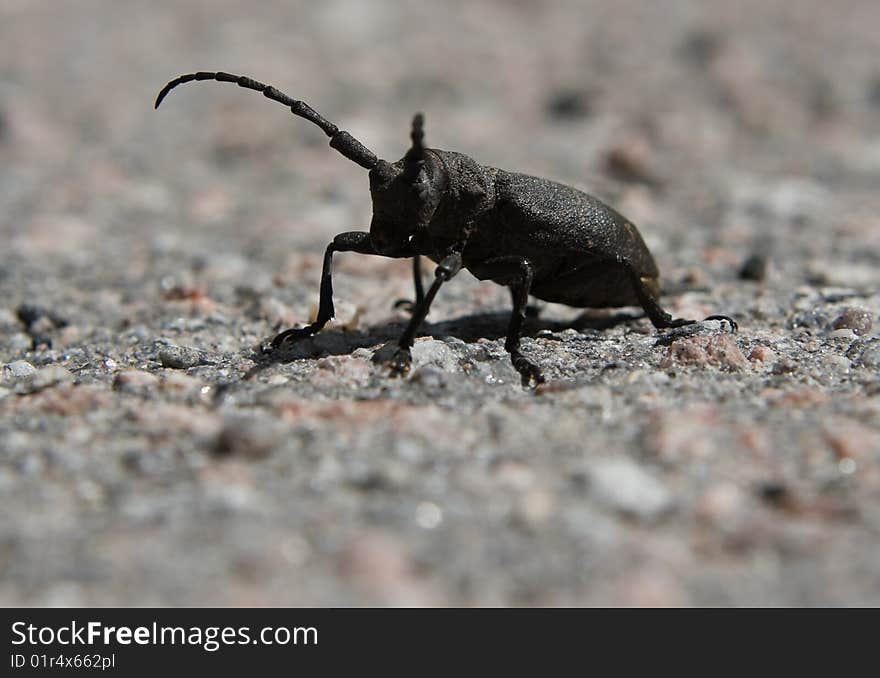 Beetle in stone