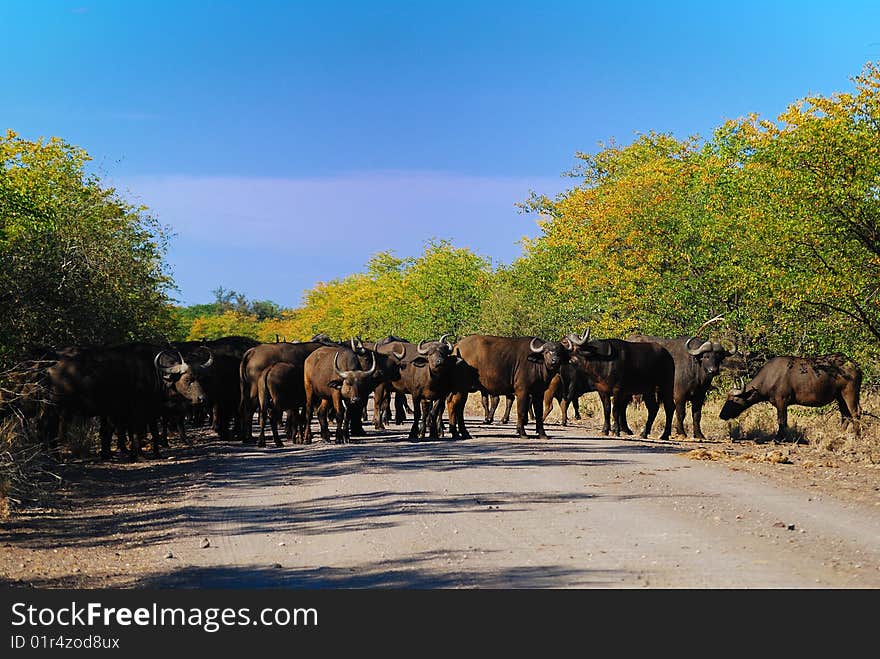 The African Buffalo (Syncerus caffer) is a large African mammal and up to 1.8 meters high, 3.5 meters long. They weigh about 500 - 900 kg (South Africa). The African Buffalo (Syncerus caffer) is a large African mammal and up to 1.8 meters high, 3.5 meters long. They weigh about 500 - 900 kg (South Africa).