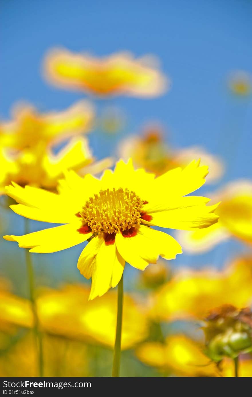 Highlighted daisy in garden with high contrast colors. Highlighted daisy in garden with high contrast colors