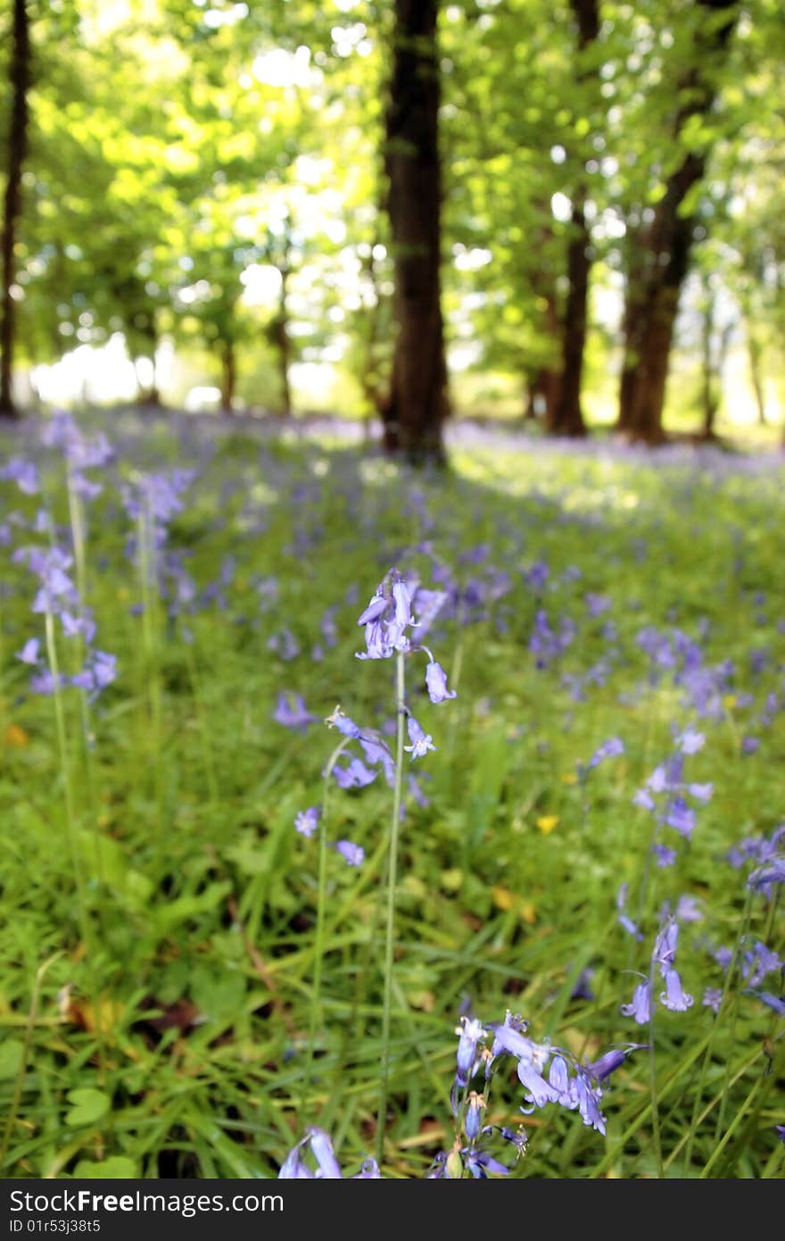 A wood full of bluebells in ireland. A wood full of bluebells in ireland