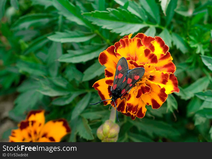 Narrow-bordered Five-spot Burnet Zygaena lonicerae on French Geranium Flower.