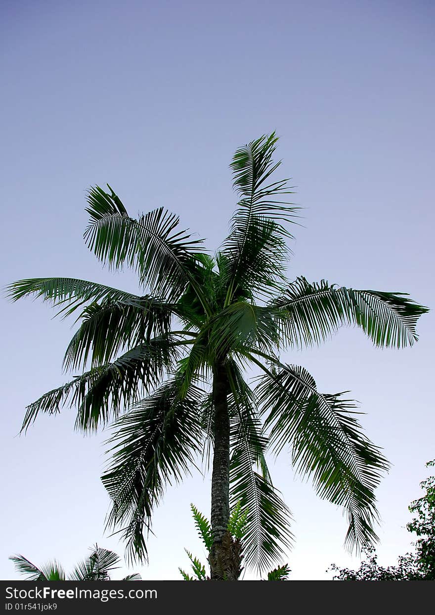 A mature tropical palm tree against a cool blue morning sky