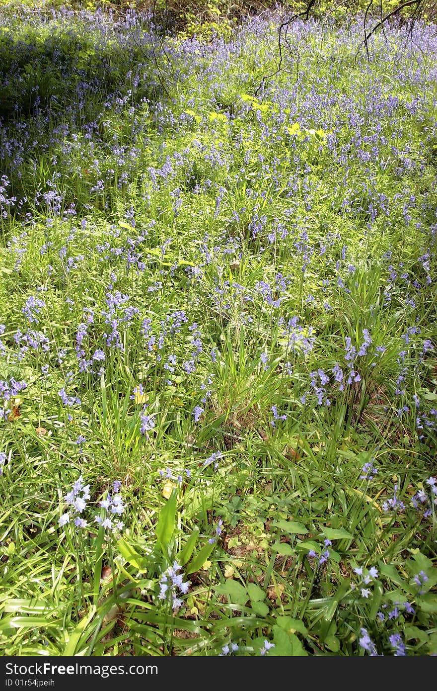 A path full of bluebells in ireland. A path full of bluebells in ireland