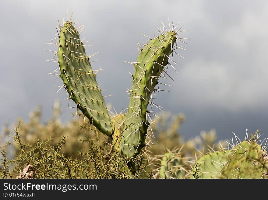 V-shaped leaves of zabar cactus, or prickly pear (Opuntia ficus Indica)