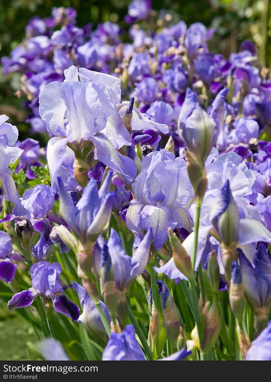 Colorful irises closeup/ shallow dof. Colorful irises closeup/ shallow dof