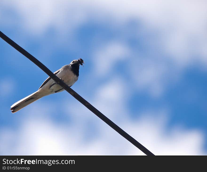 Bird sitting on wire over blue sky closeup