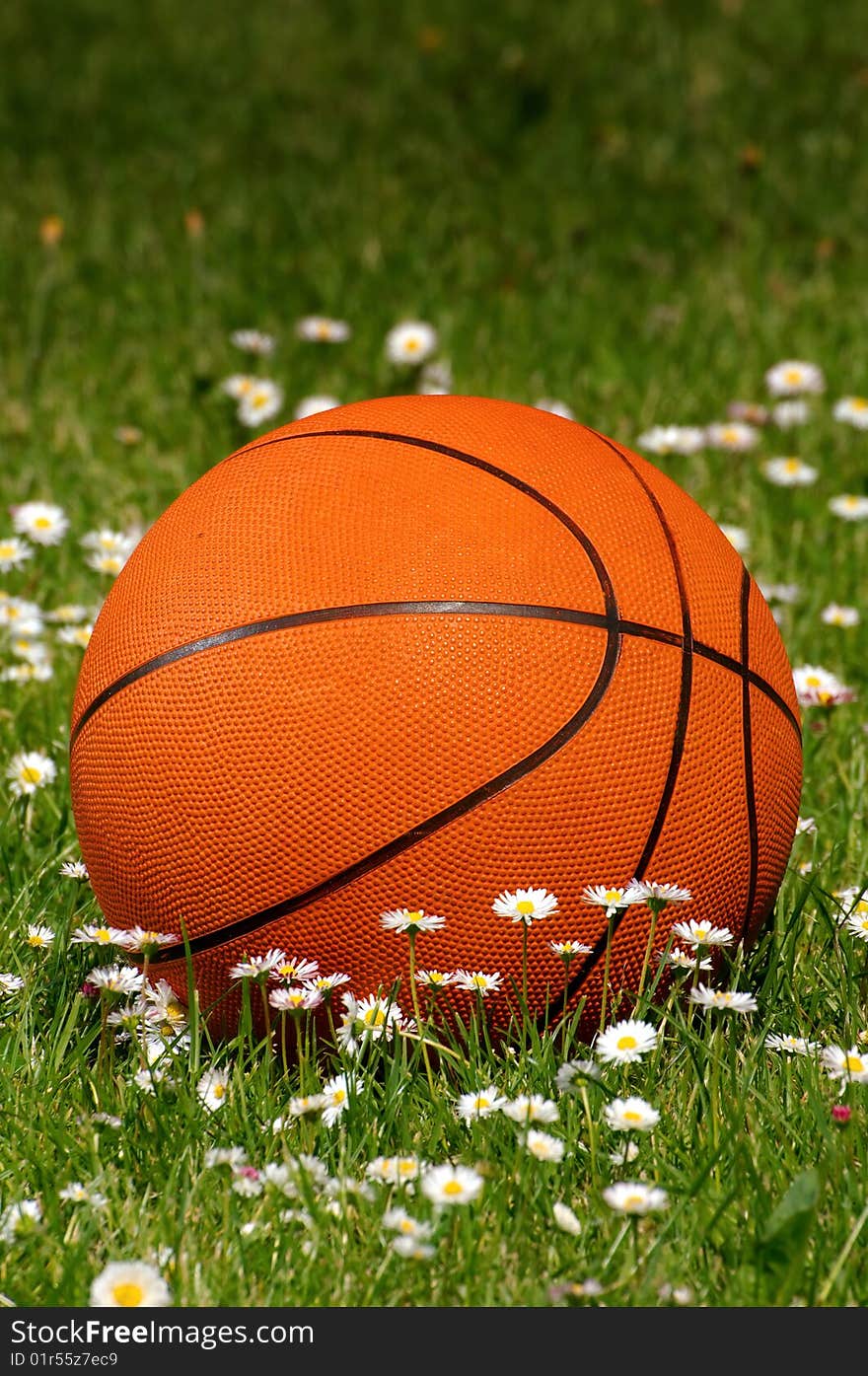 The orange ball to the basket-ball lies among daisies. The orange ball to the basket-ball lies among daisies