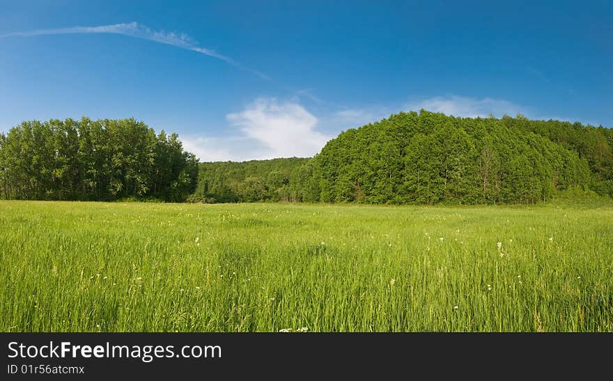 Green grass meadow and blue sky summer landscape. Green grass meadow and blue sky summer landscape