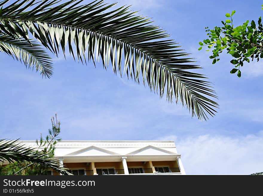 Green palm leaf on a blue sky