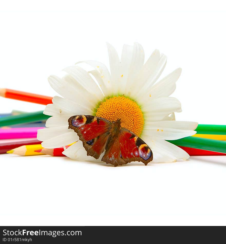 Butterfly, chamomille and color pencils isolated on white