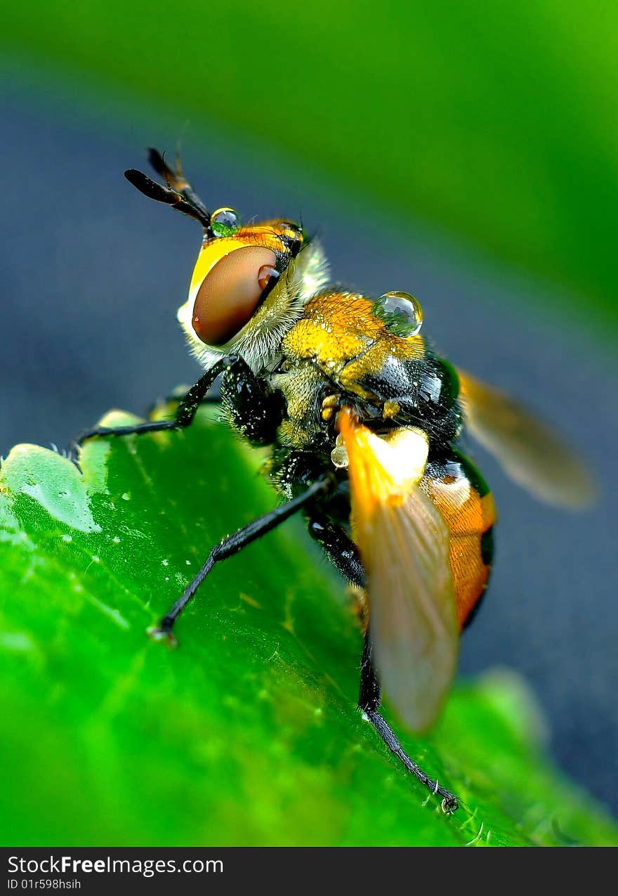 Wet fly.Close-up shot. Wet fly.Close-up shot.