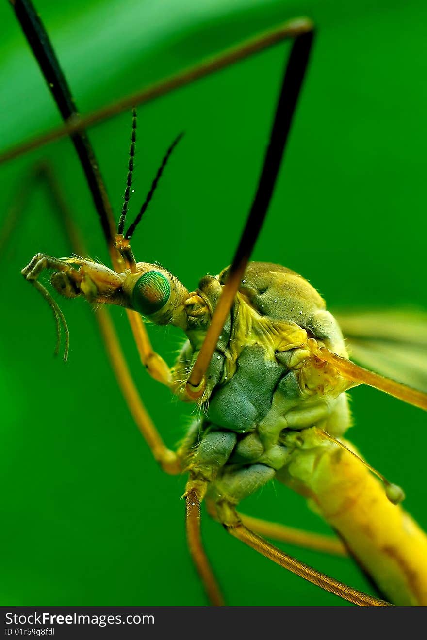 Cranefly.Macro close-up shot