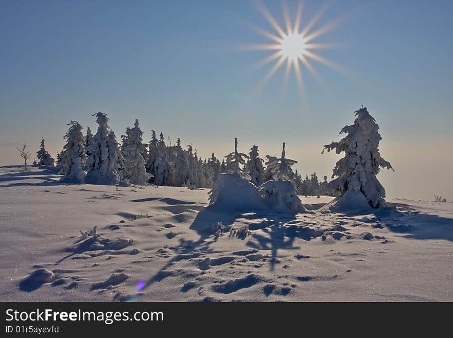 Winter trees