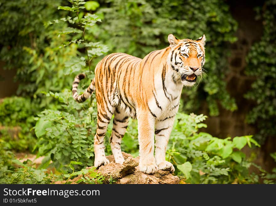 A majestic Bengal tiger standing on a fallen tree overlooking a lake. A majestic Bengal tiger standing on a fallen tree overlooking a lake