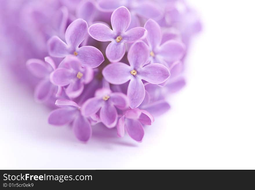 Fragrant lilac blossoms (Syringa vulgaris) over white. Shallow depth of field, selective focus