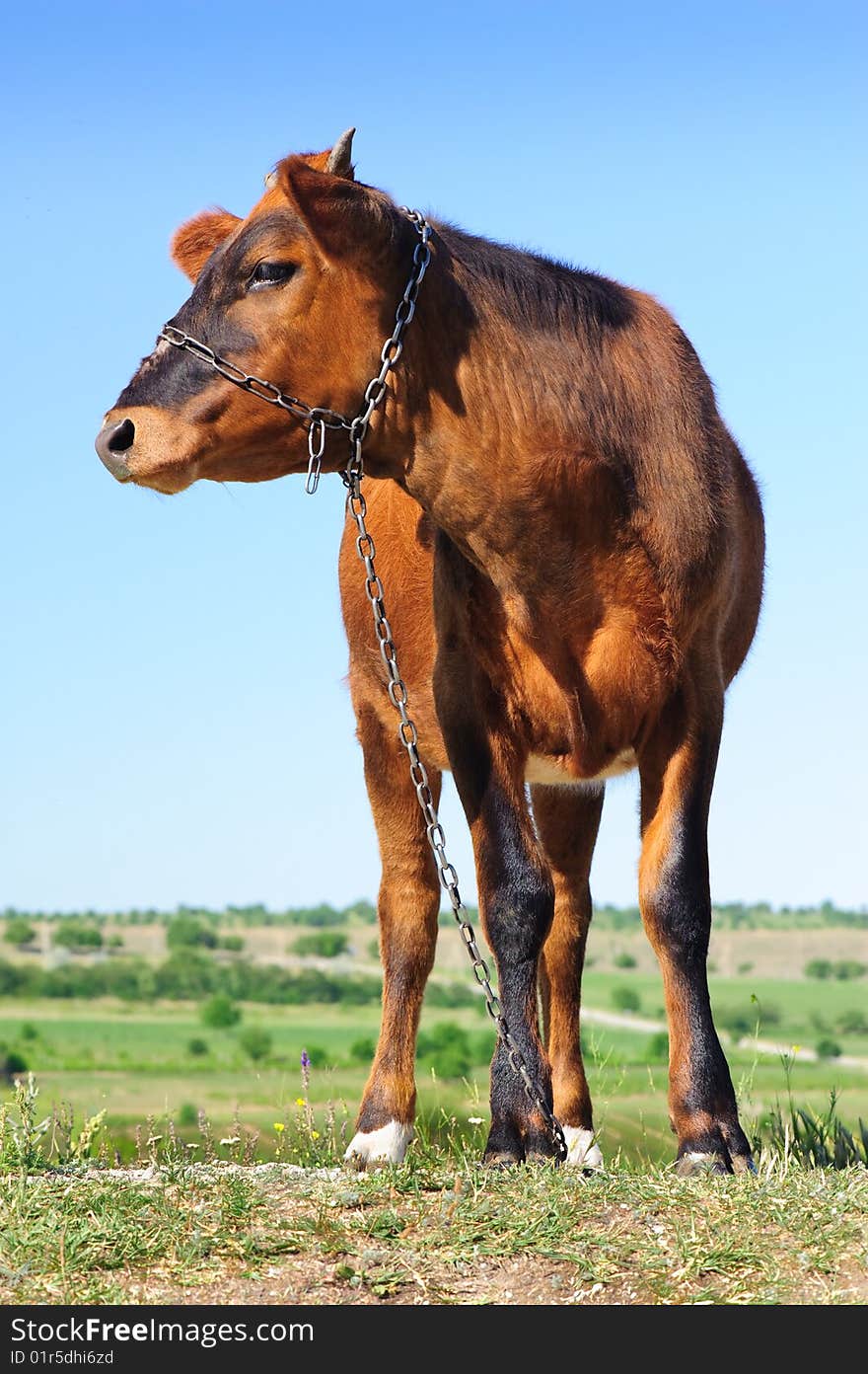 Young cow at meadow