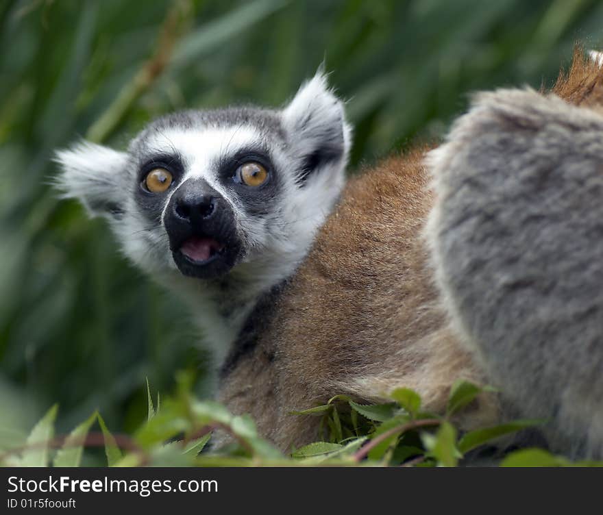 Lemur catta in ZOO Prague