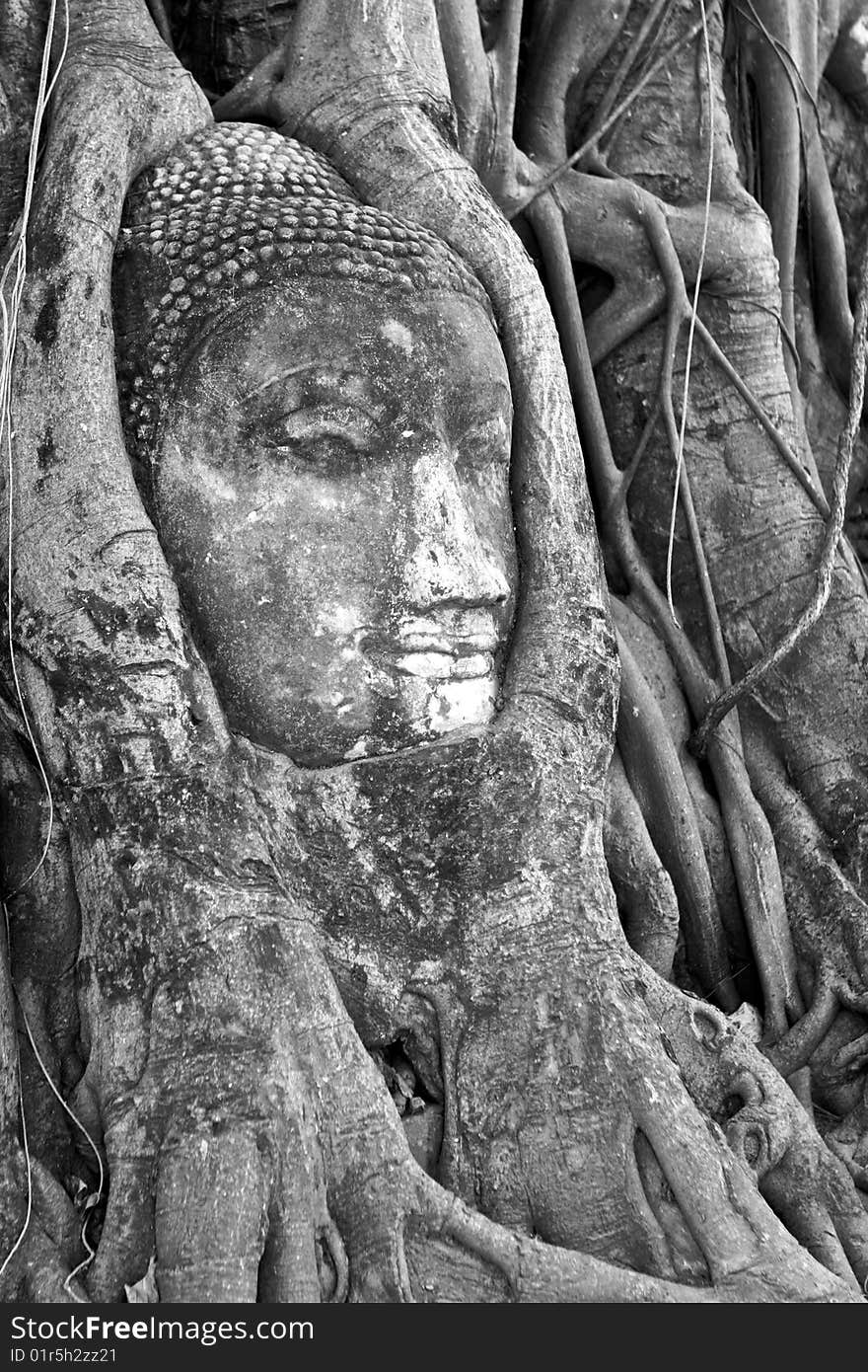 Buddha's head between roots of tree