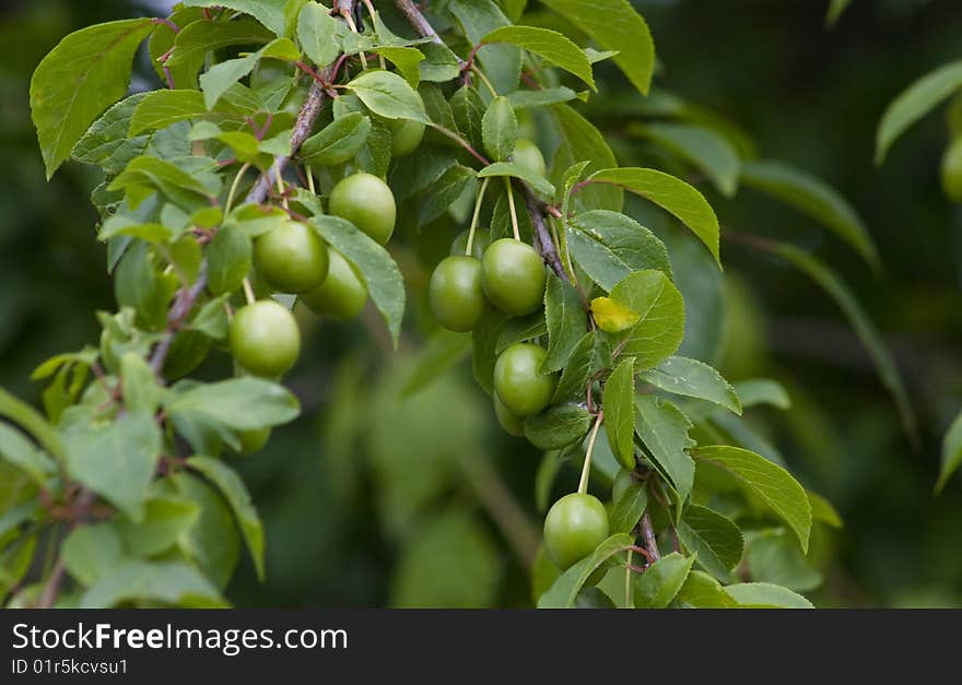 Green plum