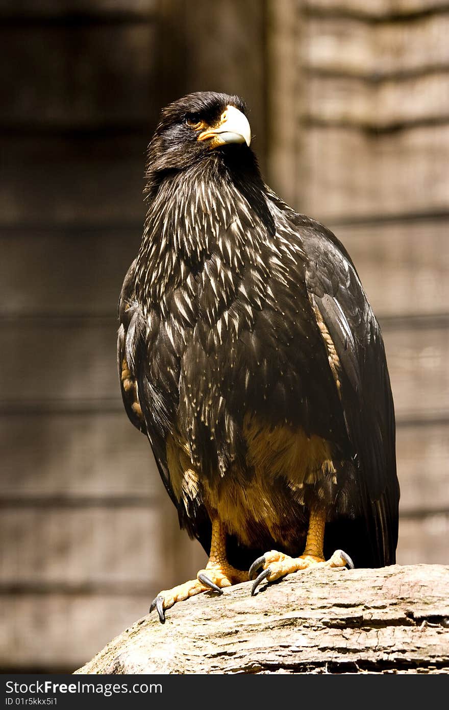 Black Eagle